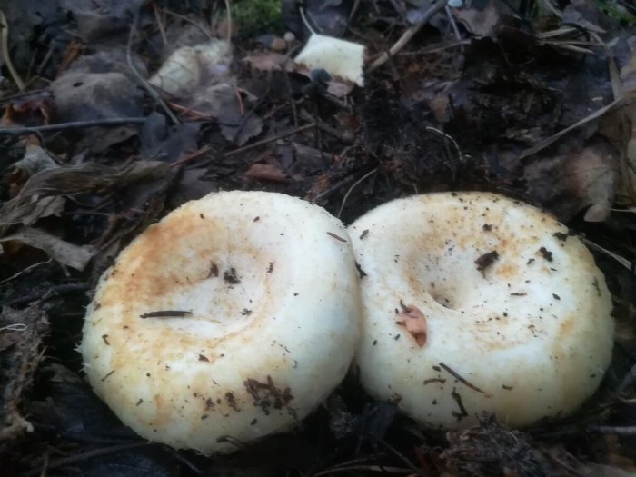 Гриб груздь белый