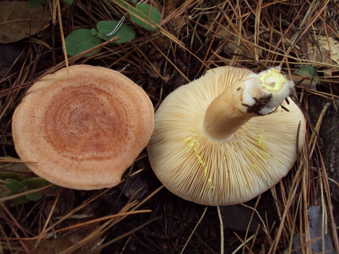 Груздь бахромистый lactarius citriolens