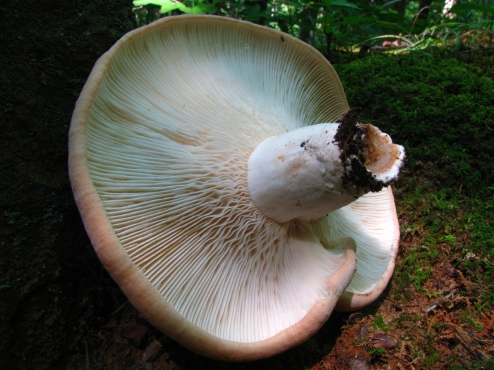Груздь перечный (lactarius piperatus)
