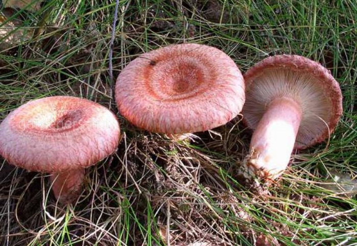 Гриб волнушка