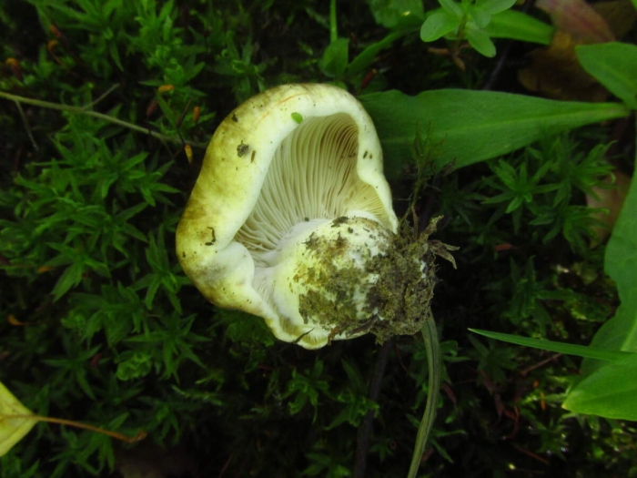 Подгруздок белый сухой груздь russula delica