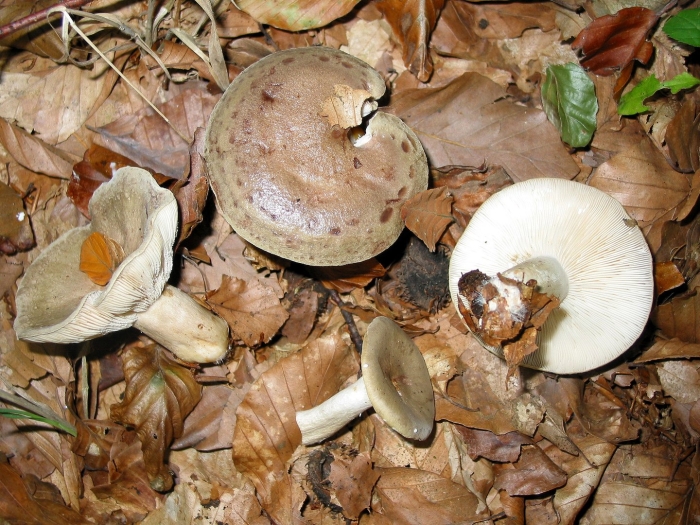 Млечник чахлый гриб