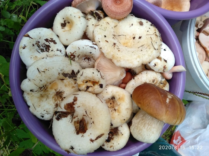 Белый груздь гриб