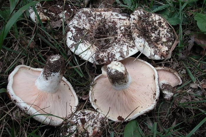 Подгруздок белый