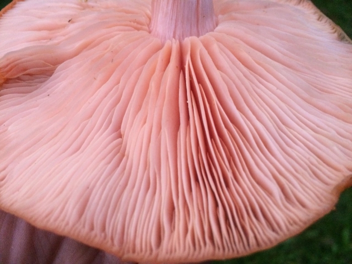 Гриб родотус дланевидный