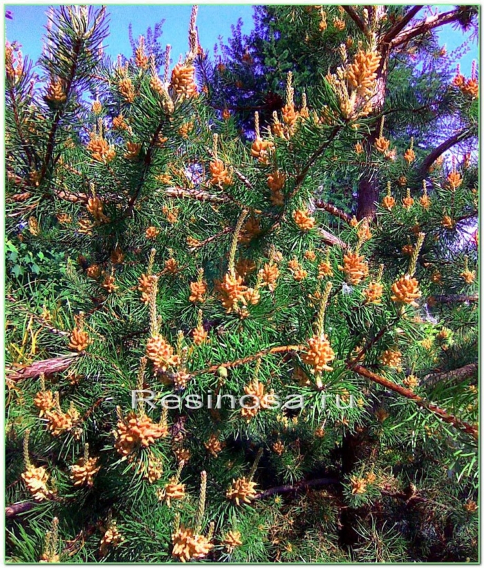 Pinus сосна contorta anna aurea