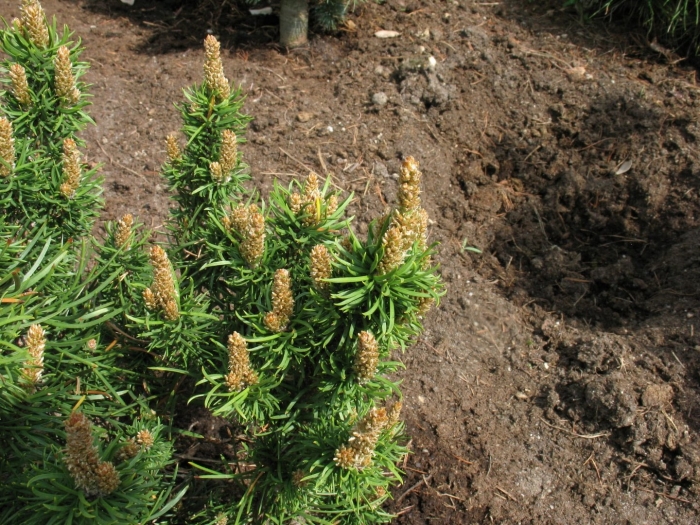 Pinus banksiana 'schoodic'