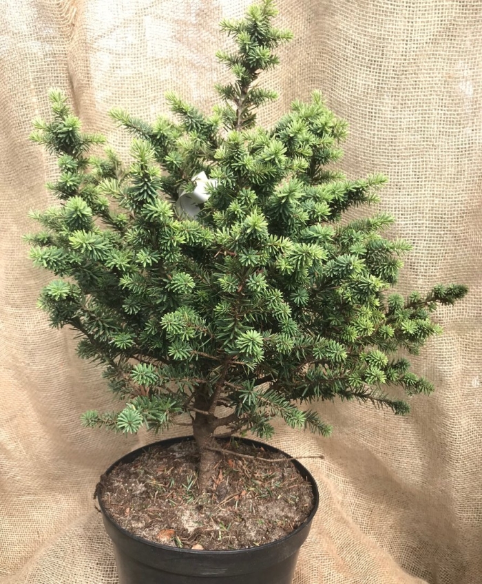 Пихта бальзамическая пикколо