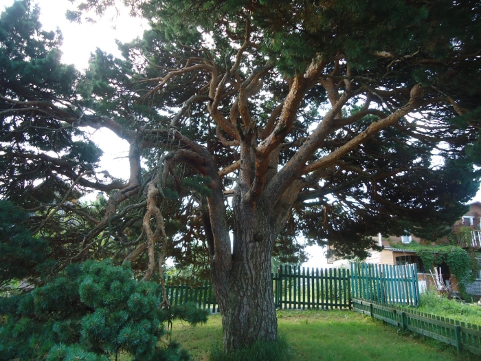 Сосна банкса