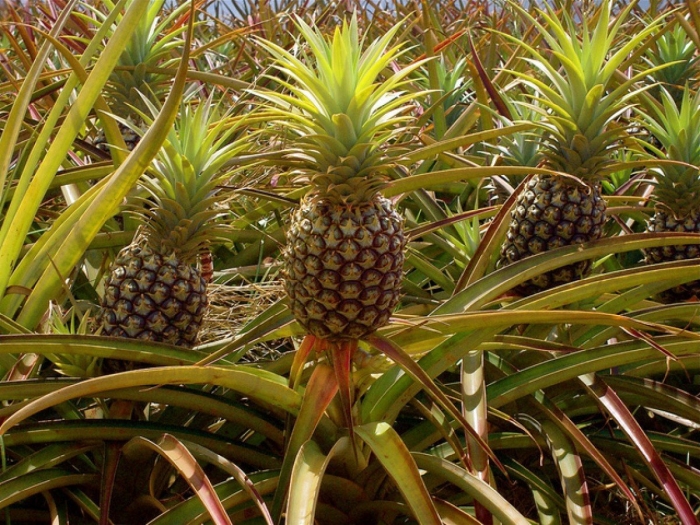 Pineapple plant