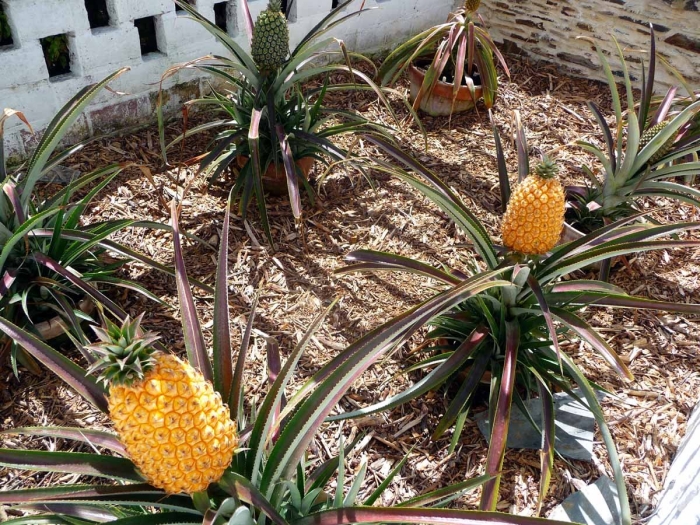 Ananas comosus