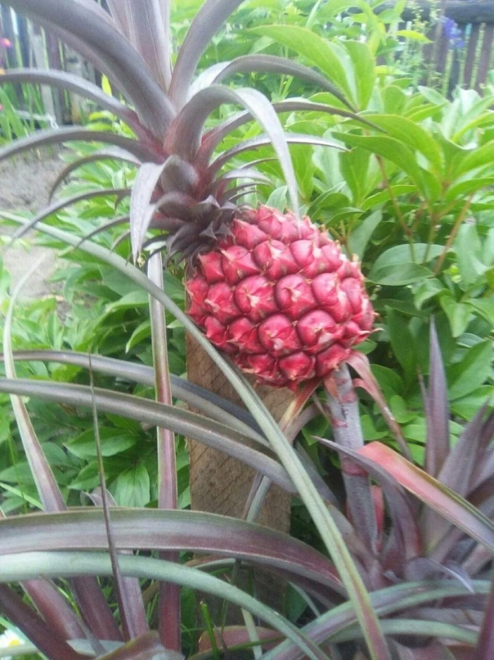 Ананас куст