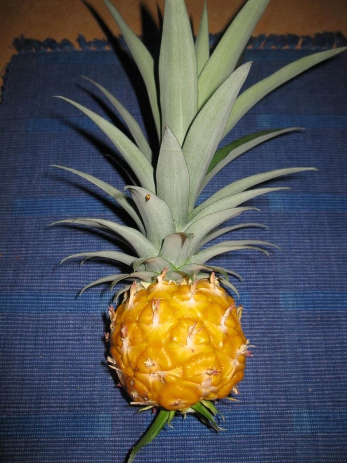 Фрукт ананас