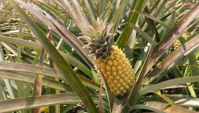 Ананас с колючими листьями