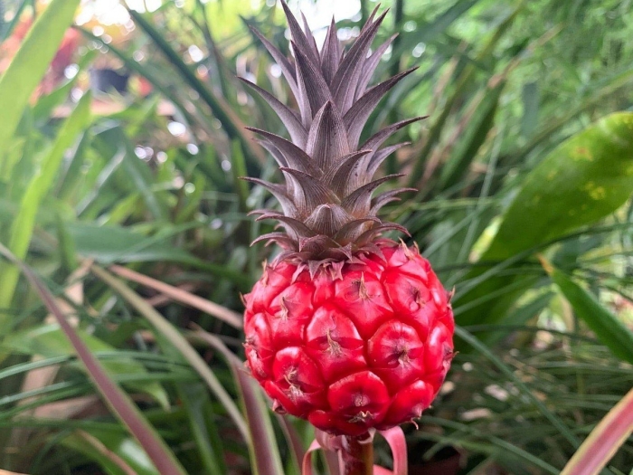 Красный ананас
