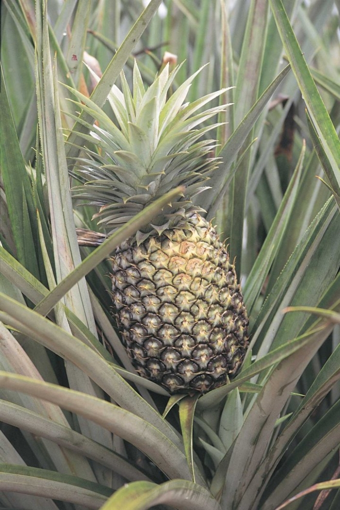 Растение ананас