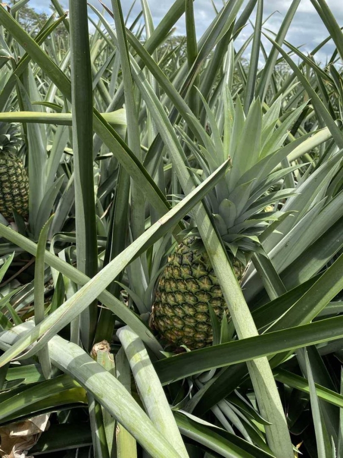 Ананасовое дерево