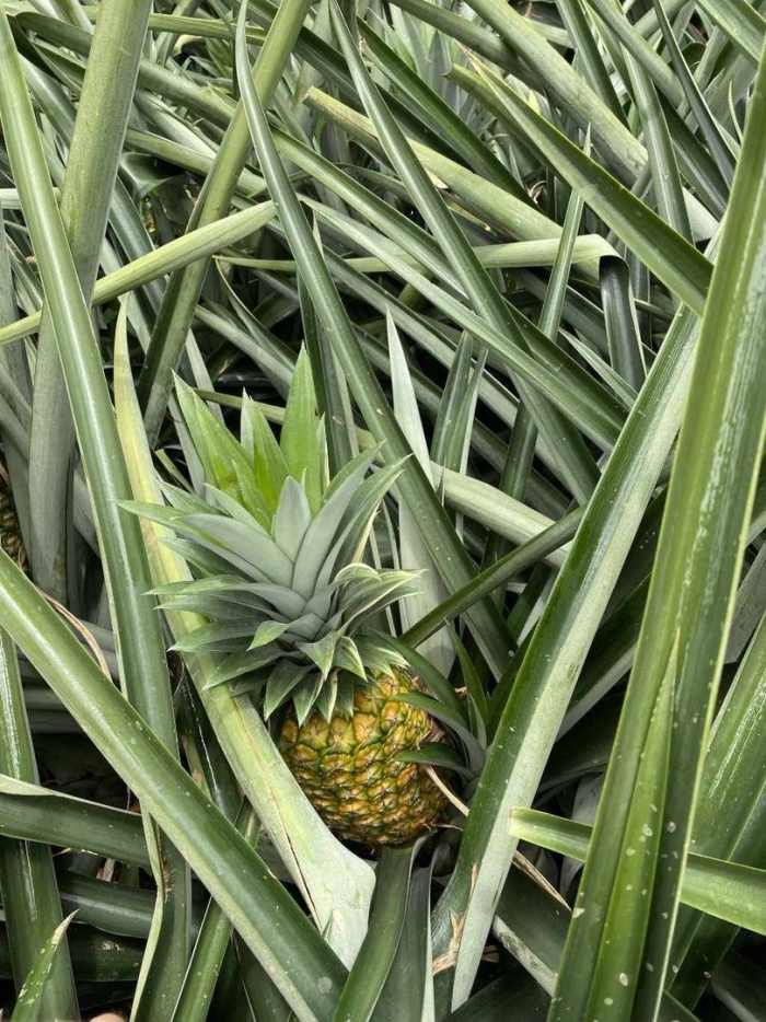 Ананас сорт квин