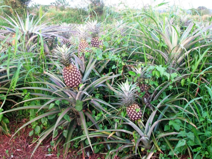 Ананасовый куст