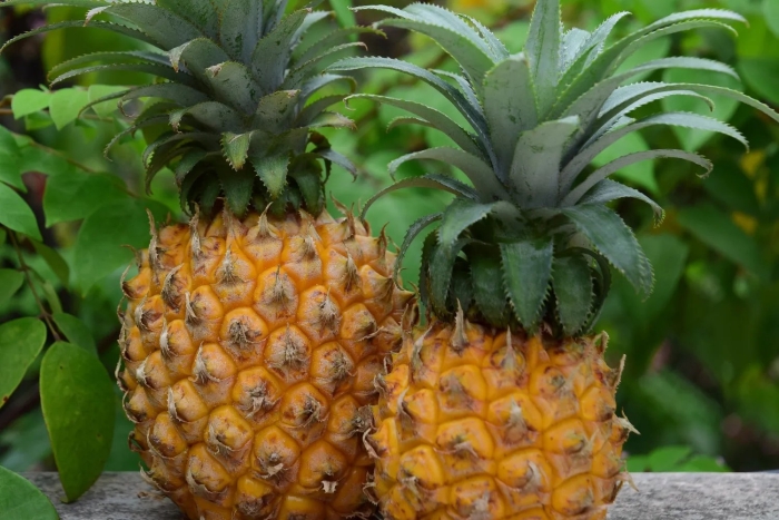 Ананас в природе