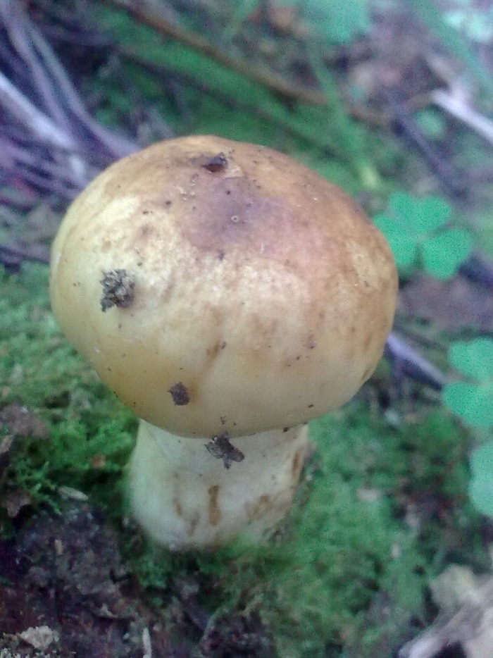 Кульбики грибы