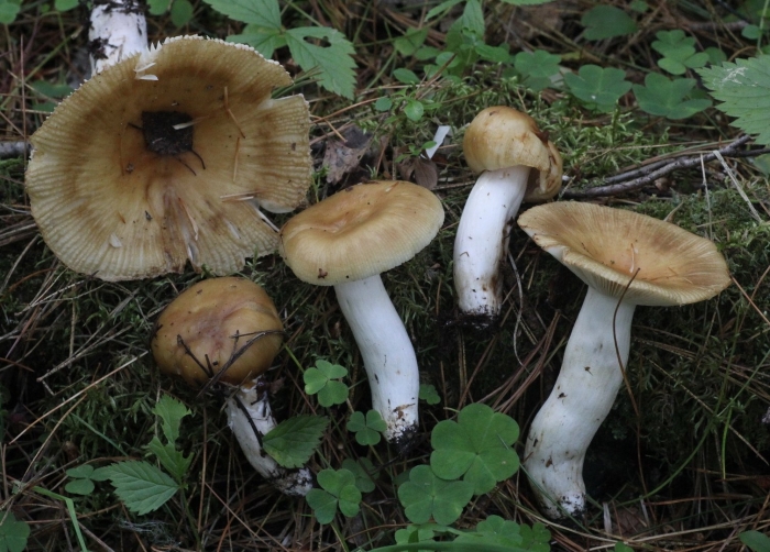 Russula foetens