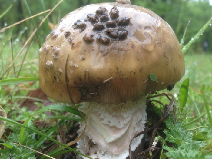 Amanita pantherina