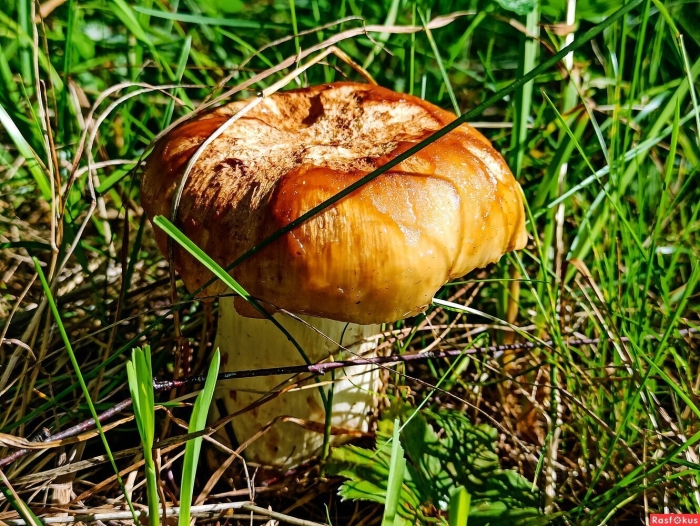 Грибы в орловской области