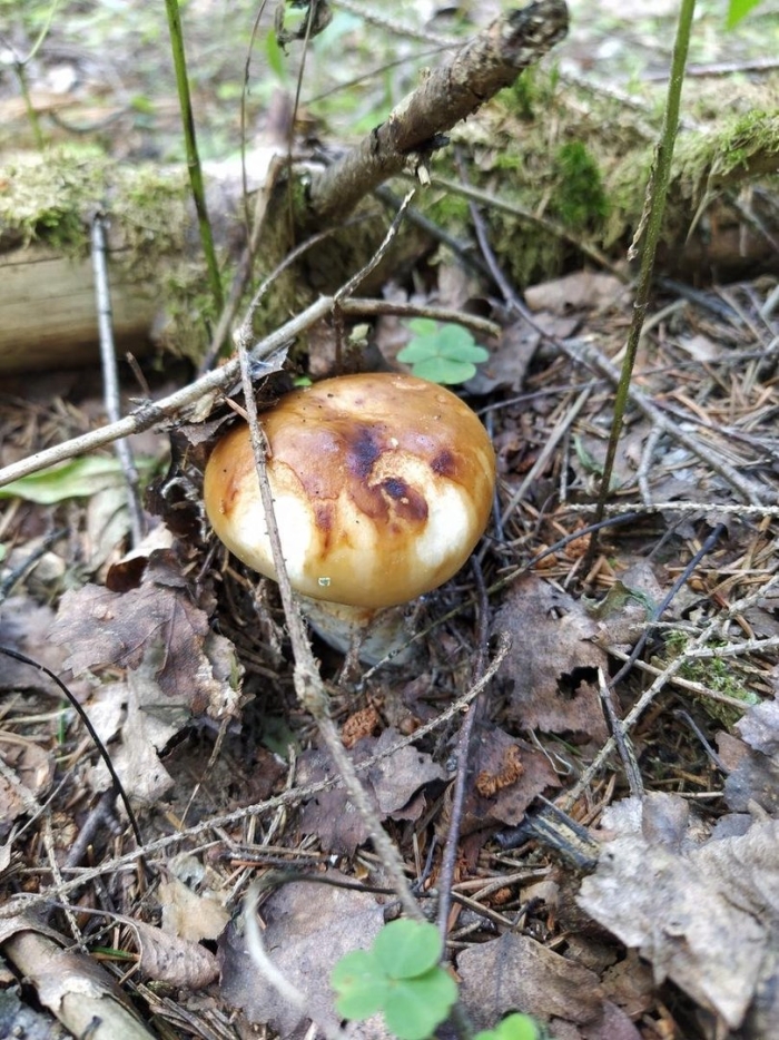 Грибы бычки валуи