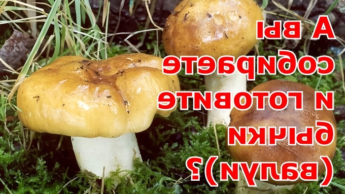 Гриб кульбик валуй