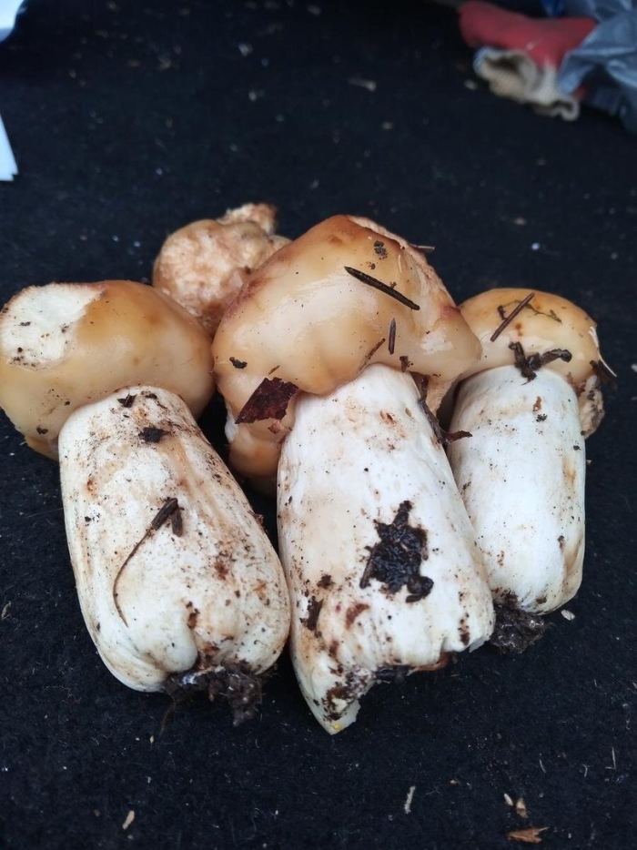 Валуй гриб съедобный