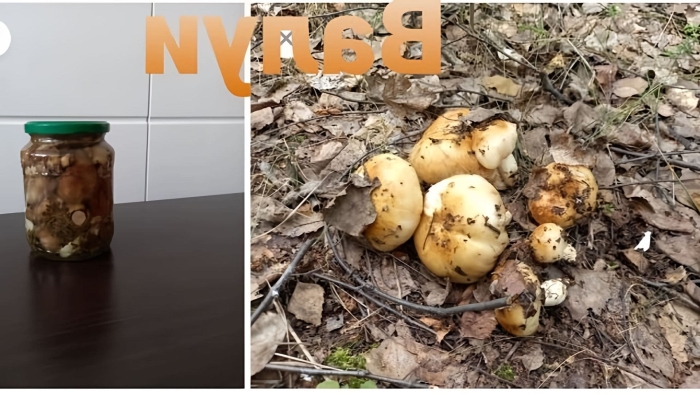 Валуй гриб съедобный