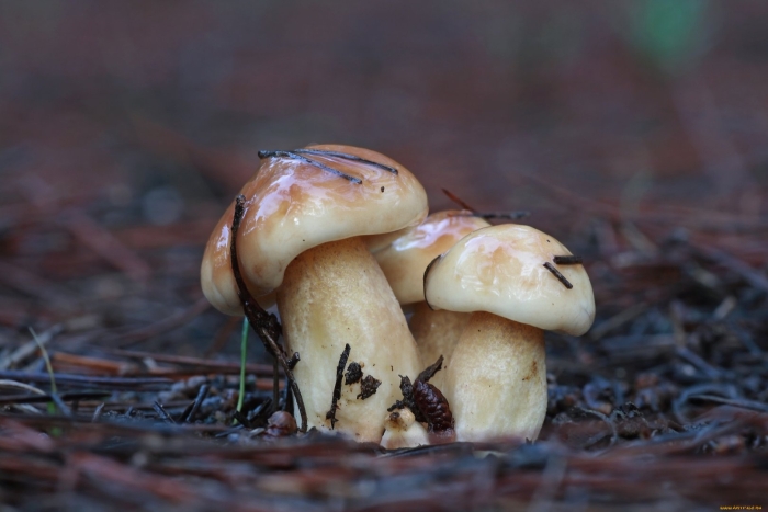 Hygrophorus pudorinus