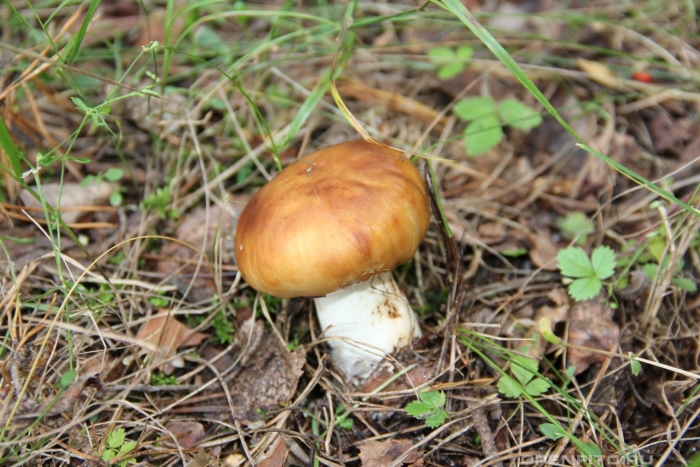 Паутинник светло-охристый