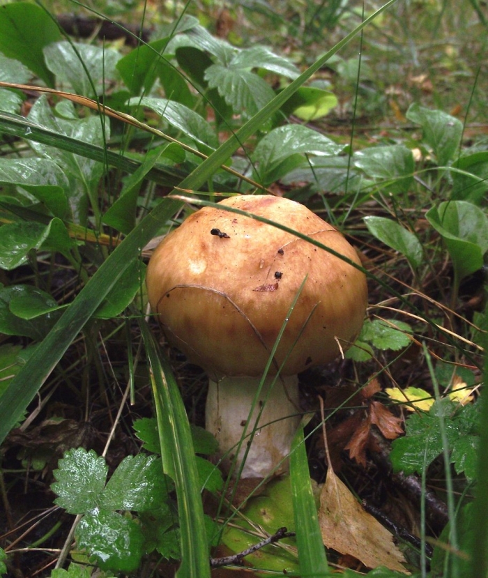 Валуй (russula foetens)