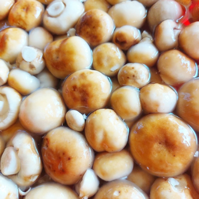 Бычки грибы