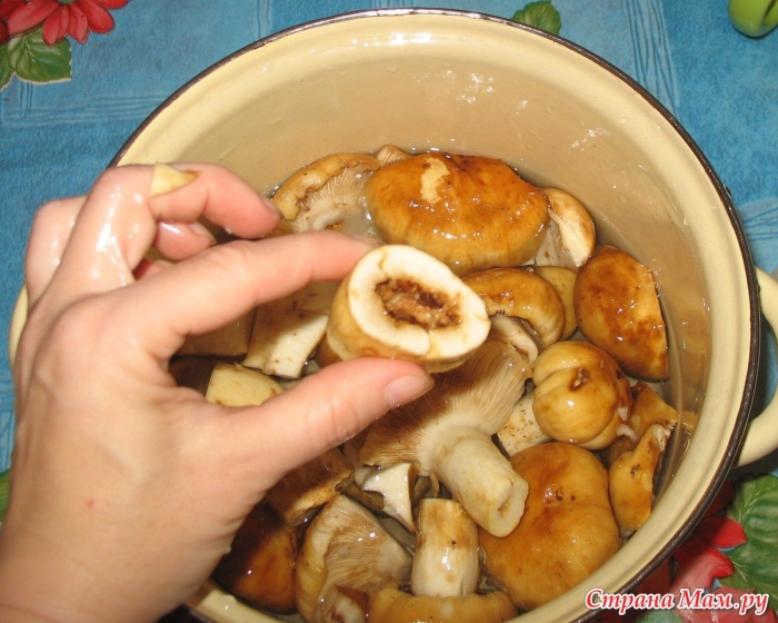 Грибы бычки валуи