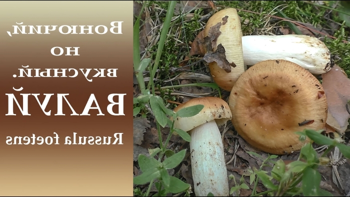 Гебелома клейкая валуй ложный