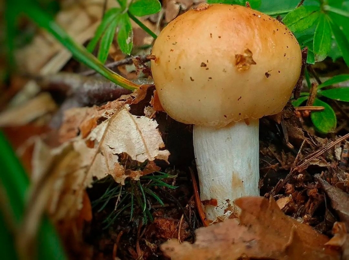 Грибы бычки валуи