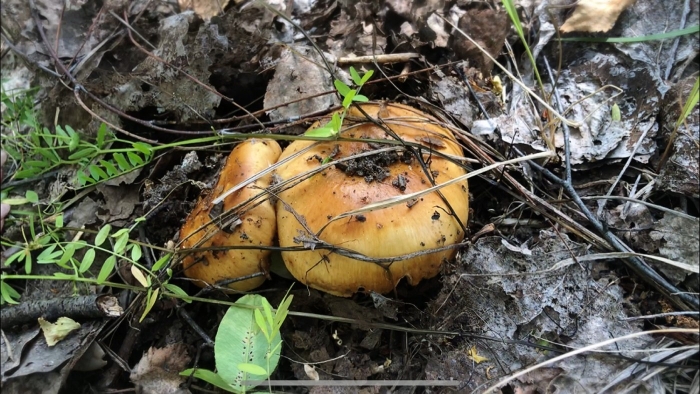 Грибы кульбики