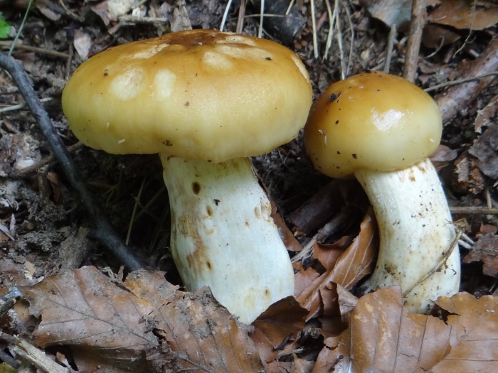Подвалуй (russula subfoetens)