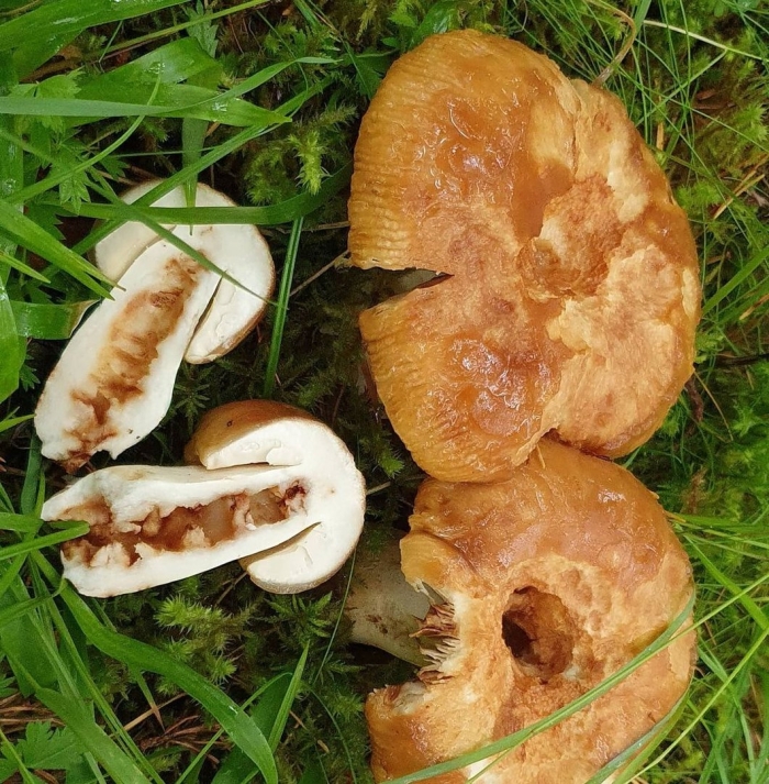 Свинушка тонкая гриб