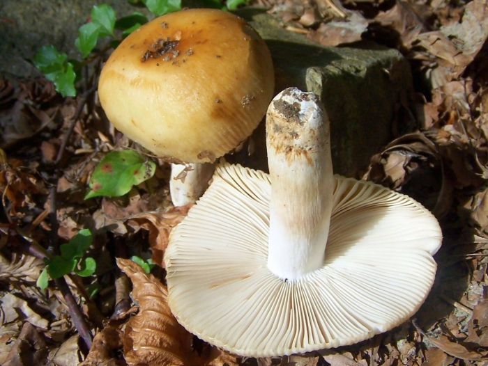 Russula consobrina