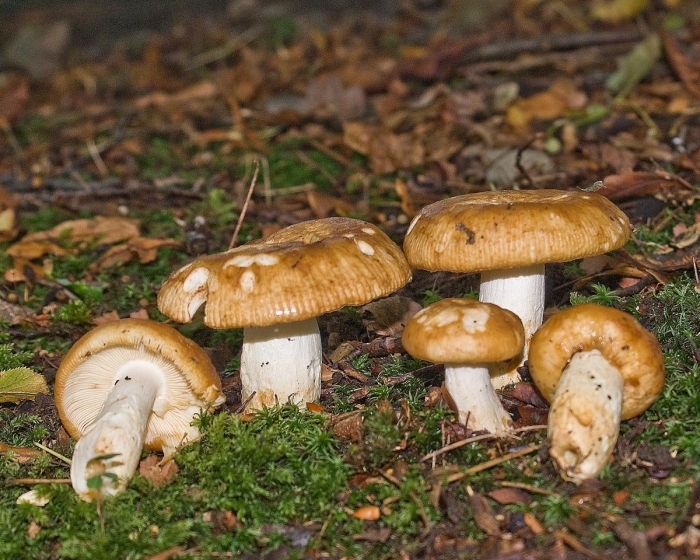 Russula foetens
