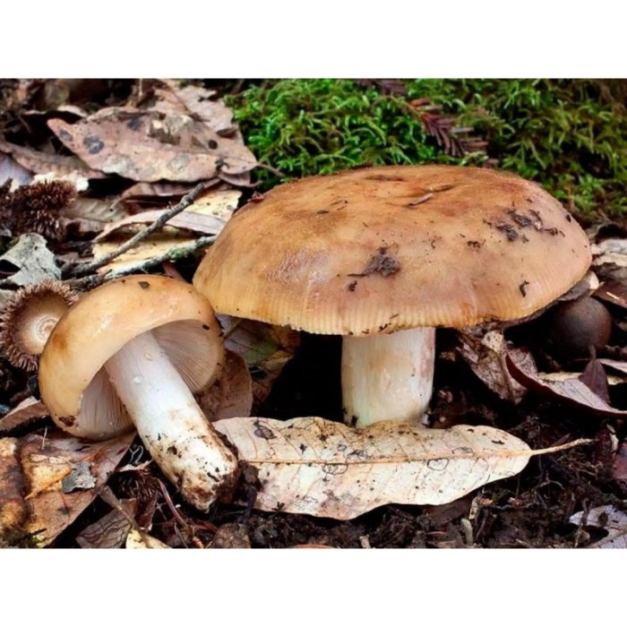 Рядовка tricholoma albobrunneum