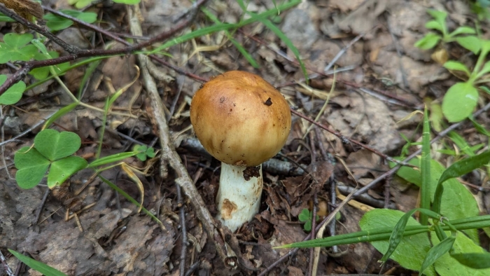 Гриб паутинник желтый триумфальный