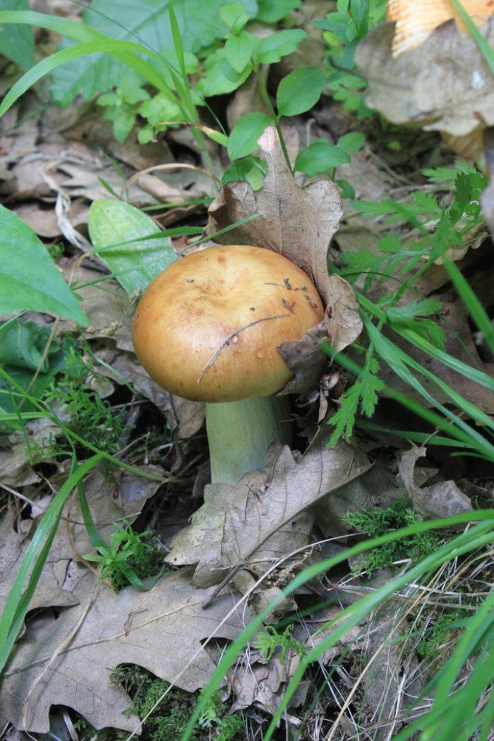 Валуй (russula foetens)