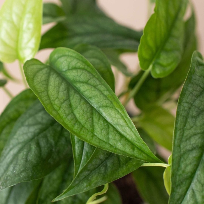 Монстера сильтепекана