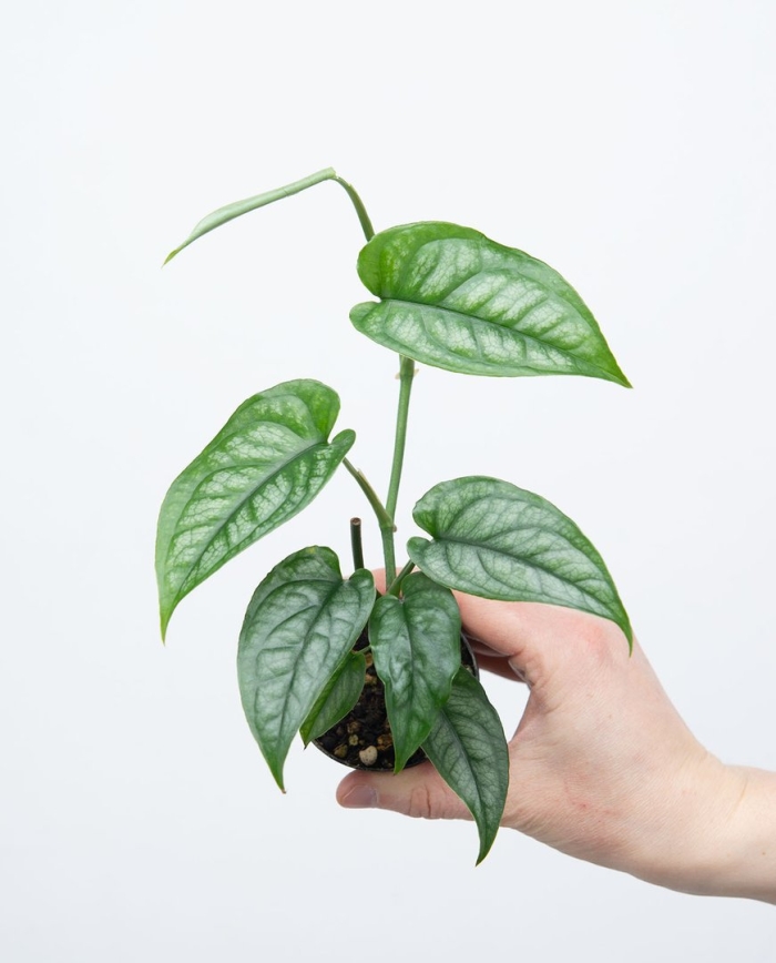 Monstera siltepecana