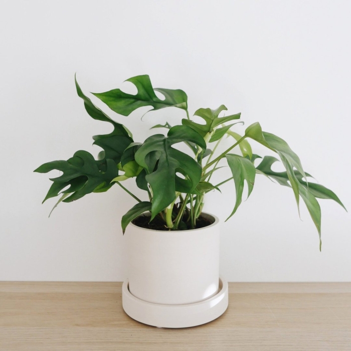 Монстера минима рафидофора